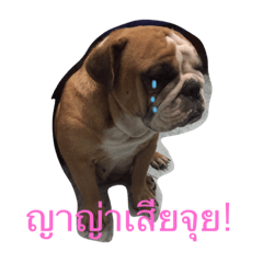 [LINEスタンプ] lifestlye yaya