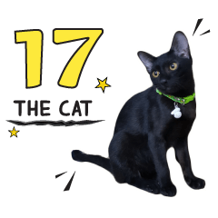 17 The Cat