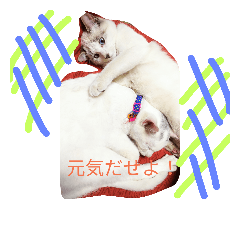 [LINEスタンプ] ひまわり＆たま＆スー