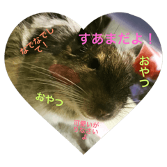 [LINEスタンプ] デグーのすあまちゃん