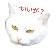 [LINEスタンプ] 南部なまりねこ