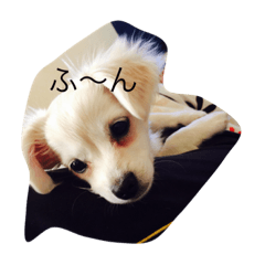 [LINEスタンプ] 犬のろむくん日常