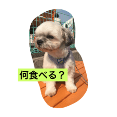 [LINEスタンプ] 戌年なので