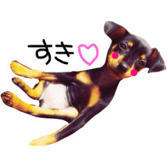 [LINEスタンプ] 自由気まま ミニピンにあちゃんの画像（メイン）