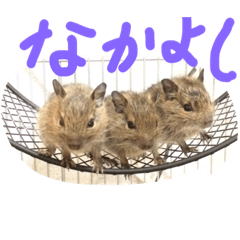 [LINEスタンプ] やすくろ家のデグーちゃん