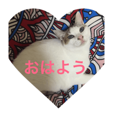 [LINEスタンプ] nakanoneko