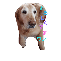 [LINEスタンプ] ステラちゃんスタンプ