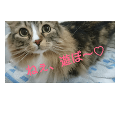 [LINEスタンプ] 猫のはるくん②