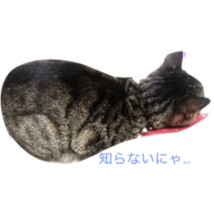 [LINEスタンプ] 私はきんぐ