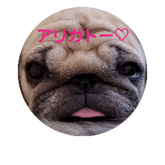 [LINEスタンプ] pugpugpuriko