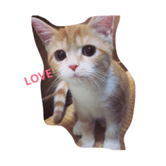 [LINEスタンプ] NANA with Kota ＆ Anna