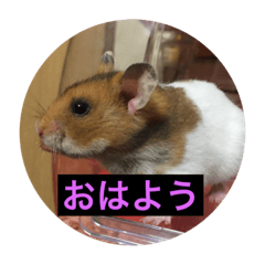 [LINEスタンプ] ハムちゃんたちとともに。日常生活スタンプ