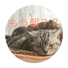 [LINEスタンプ] だらけネコ