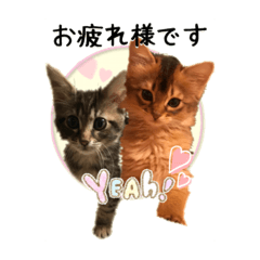 [LINEスタンプ] 可愛い子猫 ちゃちゃ＆レン