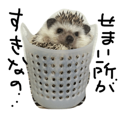 [LINEスタンプ] ハリネズミのチックくん