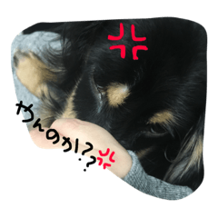 [LINEスタンプ] むさし スタンプ