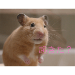 [LINEスタンプ] はむとねこ2