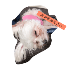 [LINEスタンプ] yukaina-nakama