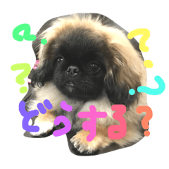 [LINEスタンプ] 我が家のペキニーズ