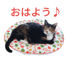 [LINEスタンプ] 三毛猫ちーこの日常