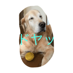 [LINEスタンプ] golden and cats.