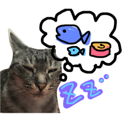 [LINEスタンプ] 毎日にゃんこ。
