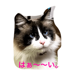 [LINEスタンプ] ぴあ君のきもち