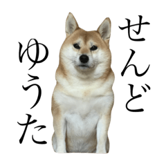 [LINEスタンプ] 京柴犬−其の三