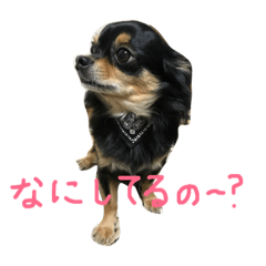 [LINEスタンプ] ハッピーチワワ