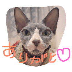 [LINEスタンプ] スフィンクスの小桃ちゃん