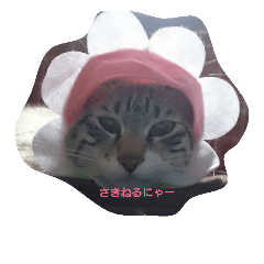 [LINEスタンプ] はくとラテ