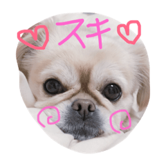 [LINEスタンプ] ペキチワの小夏ちゃん