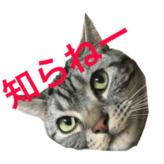 [LINEスタンプ] 我が家のたいがぁさん。