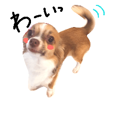 [LINEスタンプ] ちわわ小太郎