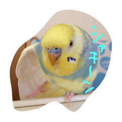 [LINEスタンプ] インコのハルくん