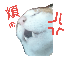 [LINEスタンプ] my cat, my cat
