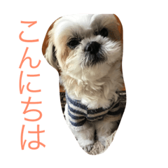 [LINEスタンプ] ちーくー