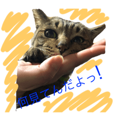 [LINEスタンプ] いくらちゃんスタンプ♥