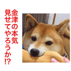 [LINEスタンプ] 柴犬キバ蔵 参 金津編