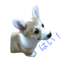 [LINEスタンプ] ペッターズ