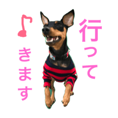 [LINEスタンプ] Miniature Pinscher BOMI Everyday