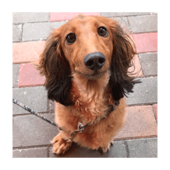 [LINEスタンプ] 愛犬サン君