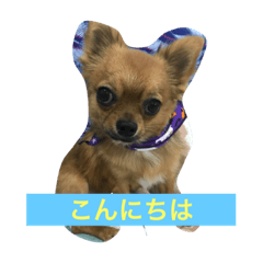 [LINEスタンプ] タロ 可愛い