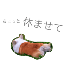 [LINEスタンプ] コーギー日常