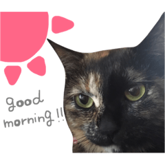 [LINEスタンプ] nyan's 01