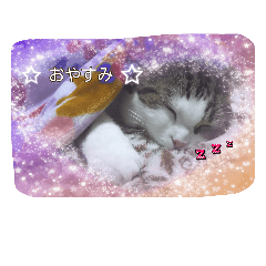 [LINEスタンプ] 海とタイガ2