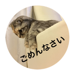 [LINEスタンプ] スコティッシュフォールドのめいです