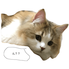 [LINEスタンプ] ねこですけど。