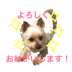 [LINEスタンプ] ヨークシャーテリアのアドレ