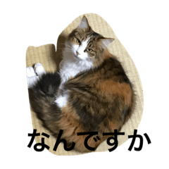 [LINEスタンプ] うちのねこ達